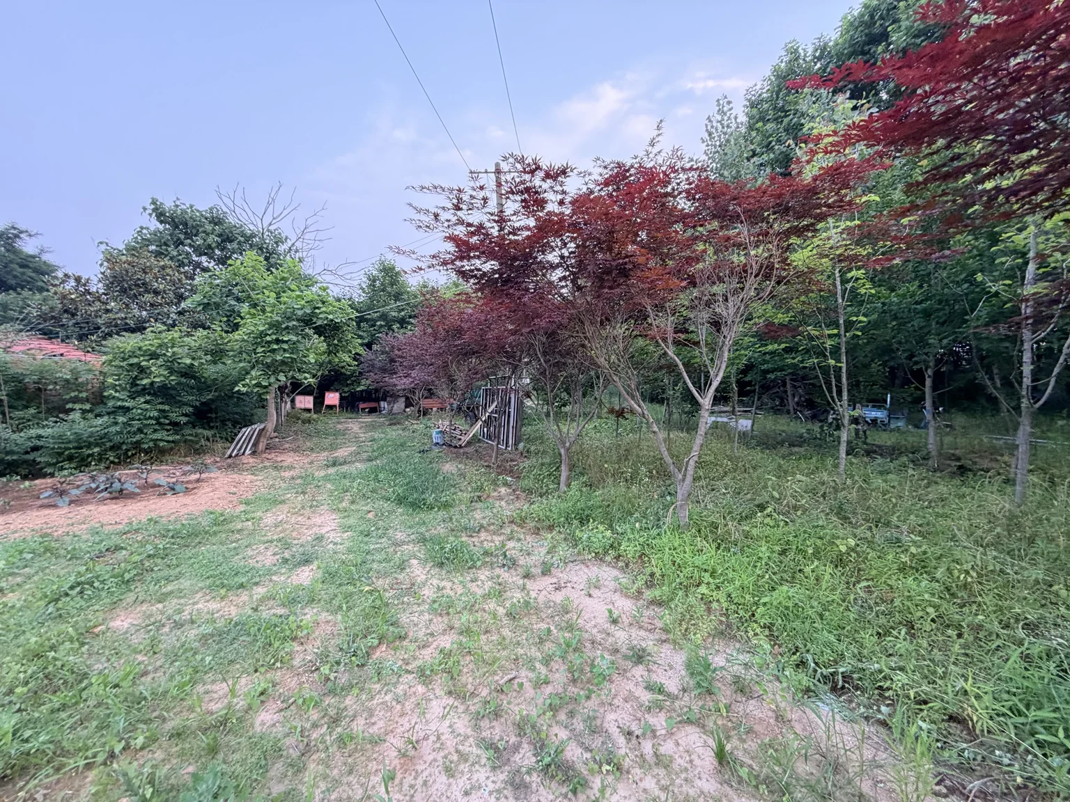 美霞农场现有红枫林和自然草地